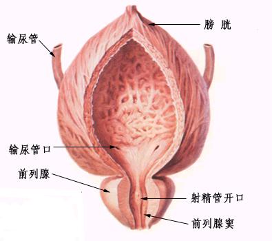 前列腺剖面图1