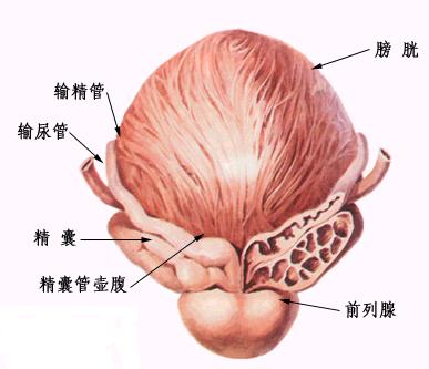 前列腺剖面图2